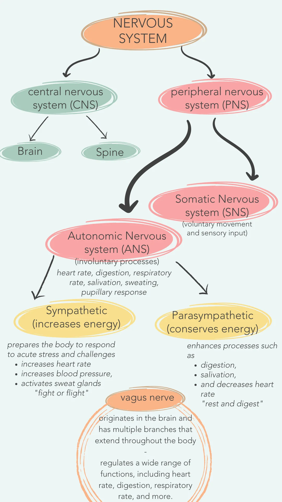 CNS and ANS