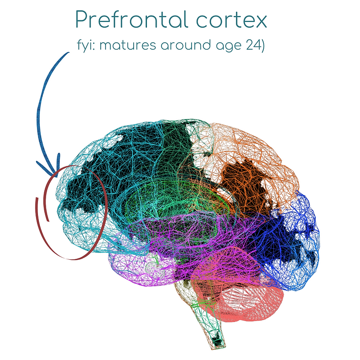 Prefrontal Cortex