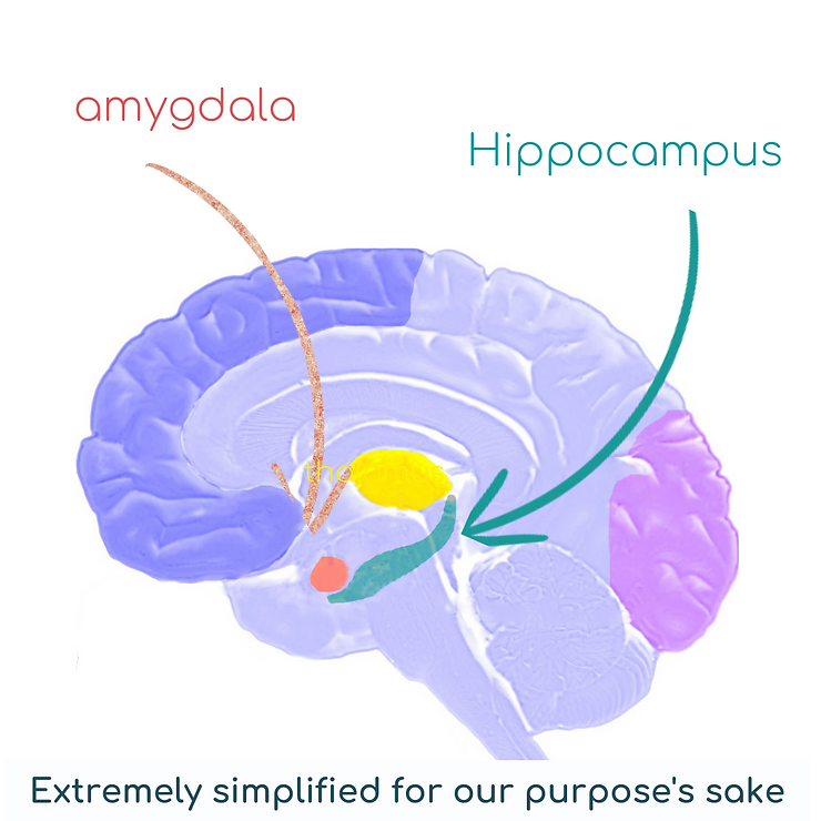 Amygdala and Hippocampus
